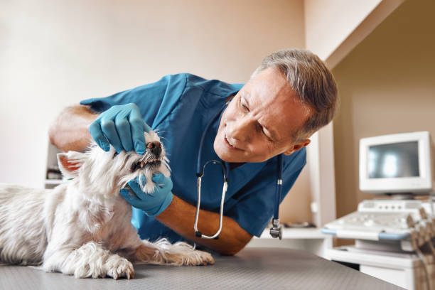 Best Walk-In Emergency Dental Services in Dixon, KY